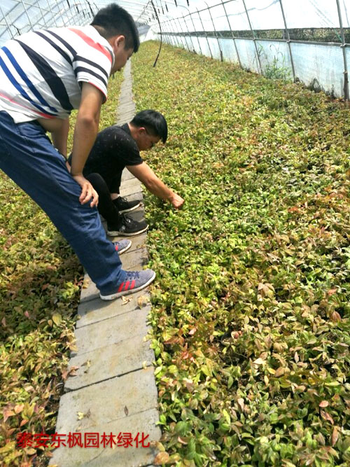 夏日來臨，當你吹空調喊熱的時候，讓我?guī)阋黄鹱哌M東楓園林體驗一下東楓人高溫下工作不一樣的夏日風采