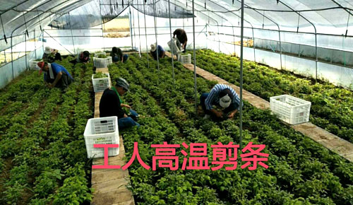 夏日來臨，當你吹空調喊熱的時候，讓我?guī)阋黄鹱哌M東楓園林體驗一下東楓人高溫下工作不一樣的夏日風采