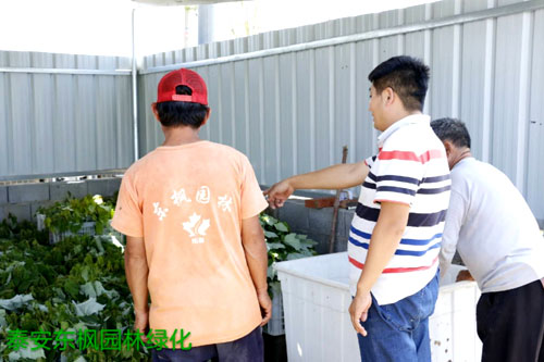 夏日來臨，當你吹空調喊熱的時候，讓我?guī)阋黄鹱哌M東楓園林體驗一下東楓人高溫下工作不一樣的夏日風采