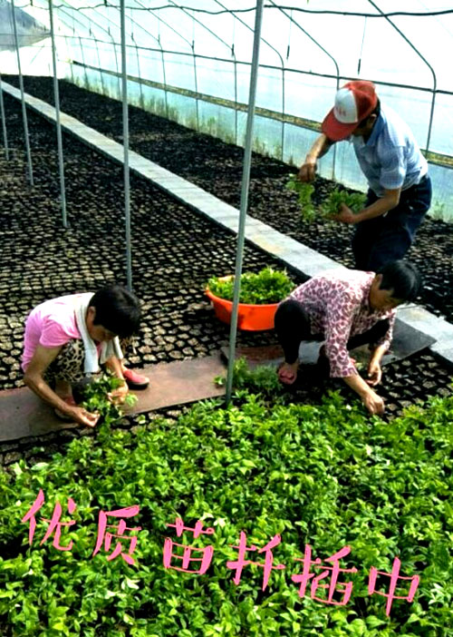 夏日來臨，當你吹空調喊熱的時候，讓我?guī)阋黄鹱哌M東楓園林體驗一下東楓人高溫下工作不一樣的夏日風采