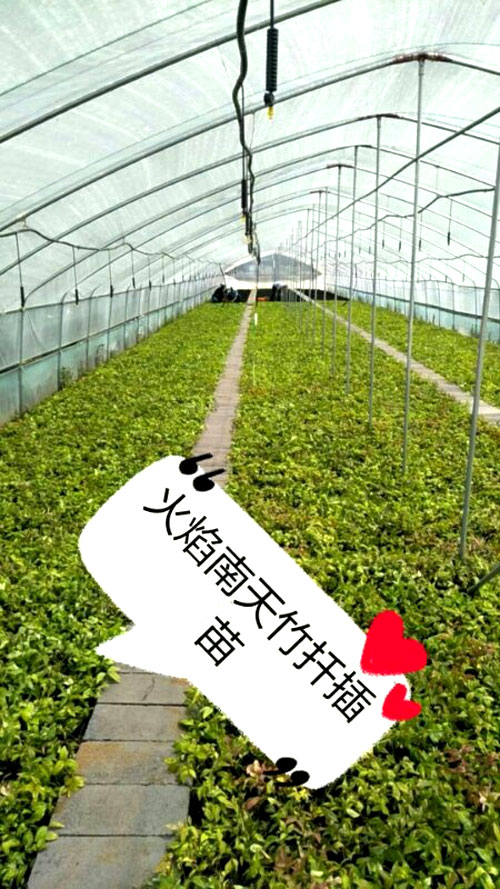 夏日來臨，當你吹空調喊熱的時候，讓我?guī)阋黄鹱哌M東楓園林體驗一下東楓人高溫下工作不一樣的夏日風采