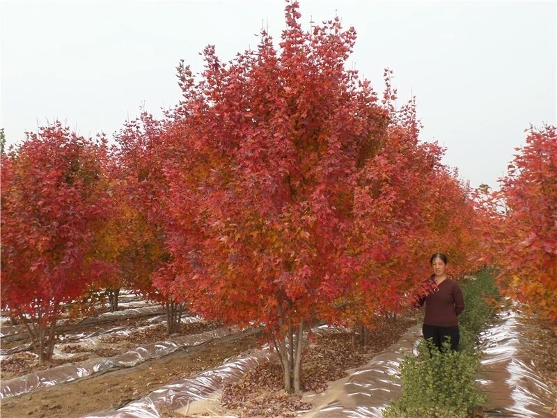 彩色苗木之王—美國(guó)紅楓，還能紅多久？