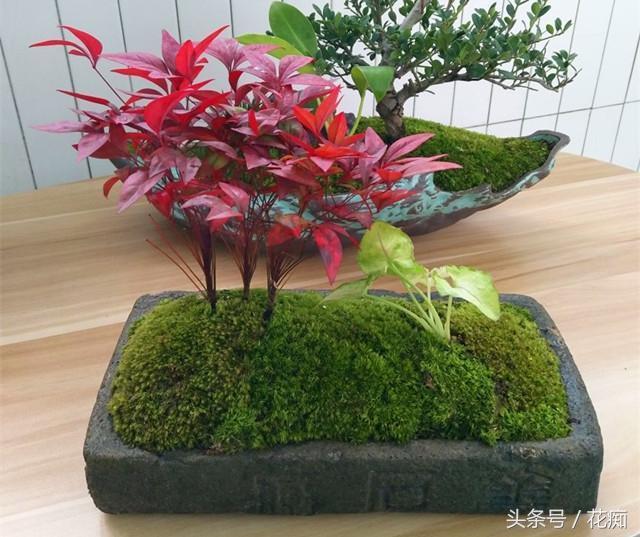 火焰南天竹入市以來熱度不減，未來幾年市場好！