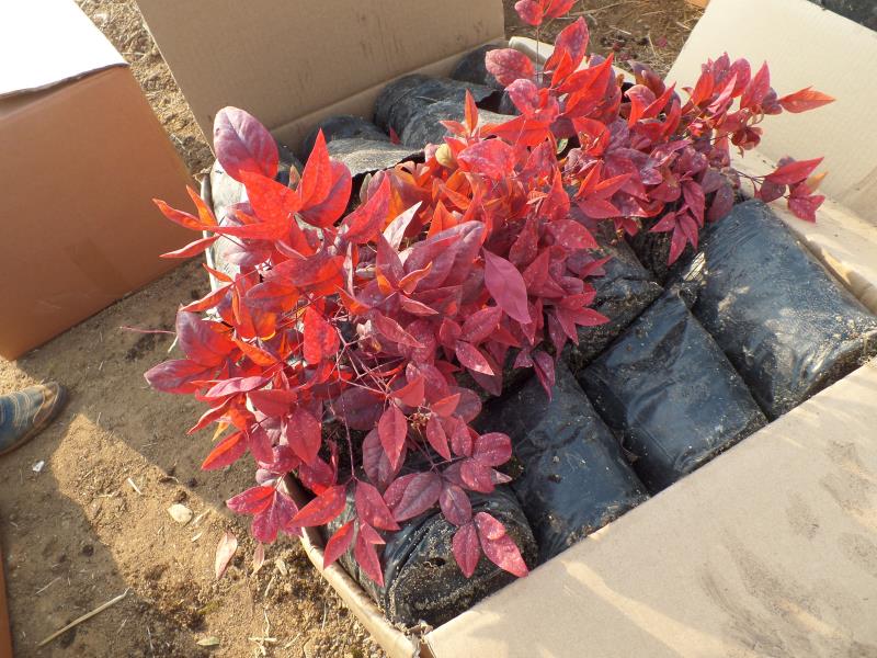 火焰南天竹入市以來熱度不減，未來幾年市場好！