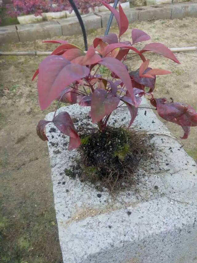 火焰南天竹入市以來熱度不減，未來幾年市場好！