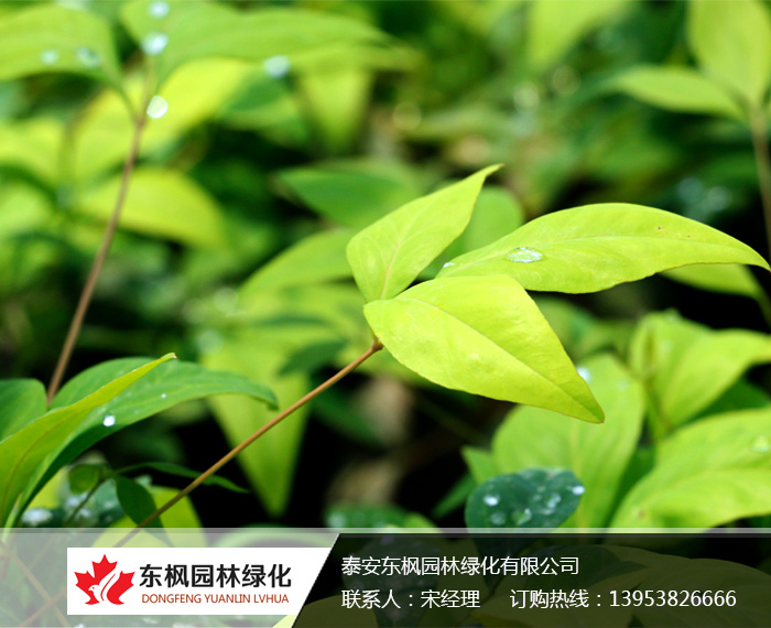 火焰南天竹栽種、澆水、施肥等及擺放環(huán)境