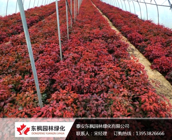 火焰南天竹栽種、澆水、施肥等及擺放環(huán)境