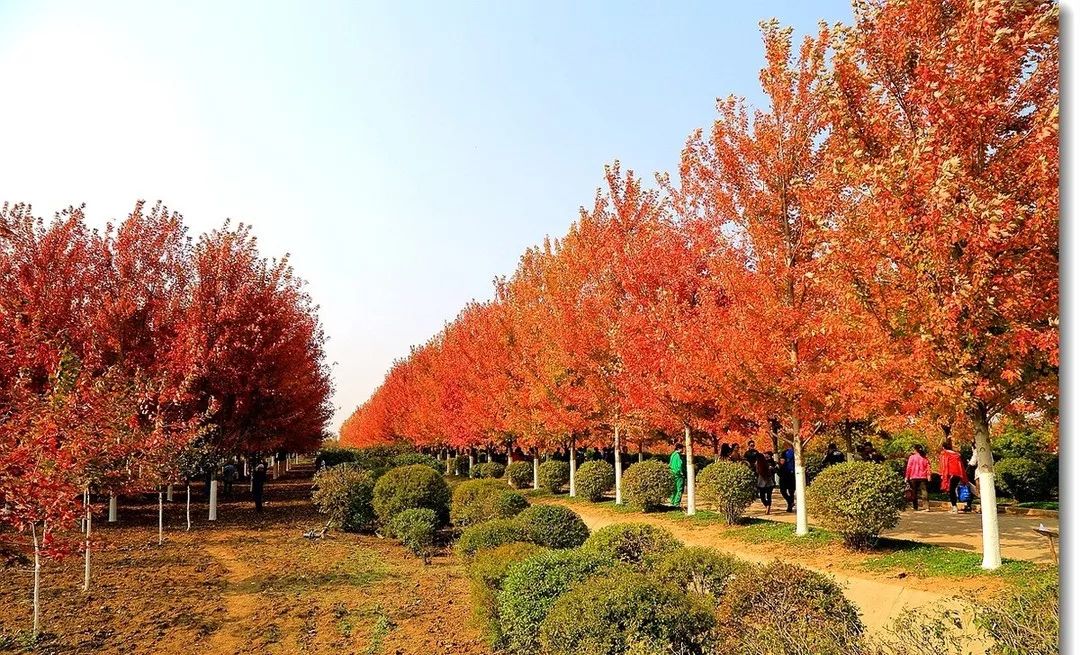 它，秋之?huà)勺印绹?guó)紅點(diǎn)紅楓