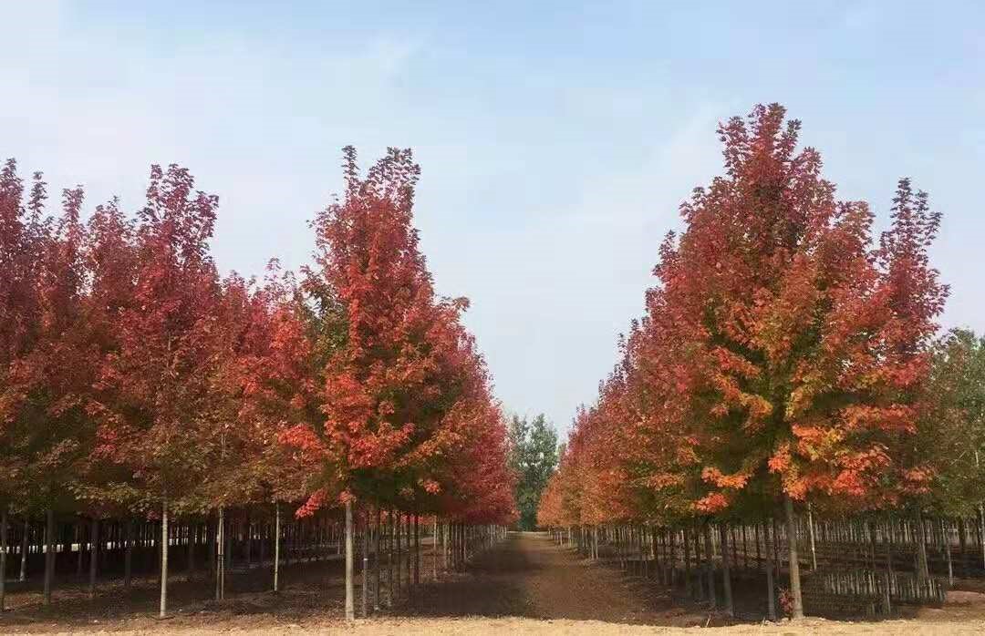 它，秋之?huà)勺印绹?guó)紅點(diǎn)紅楓