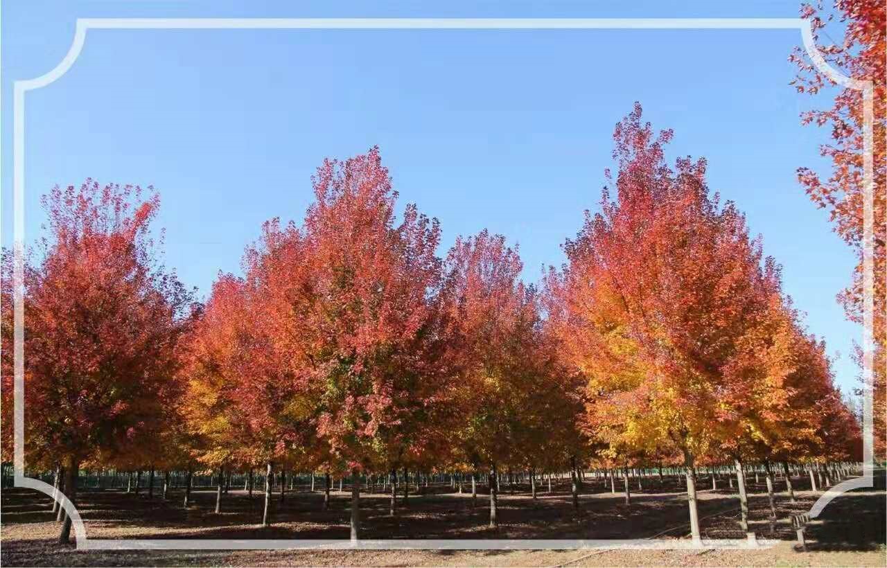 它，秋之?huà)勺印绹?guó)紅點(diǎn)紅楓
