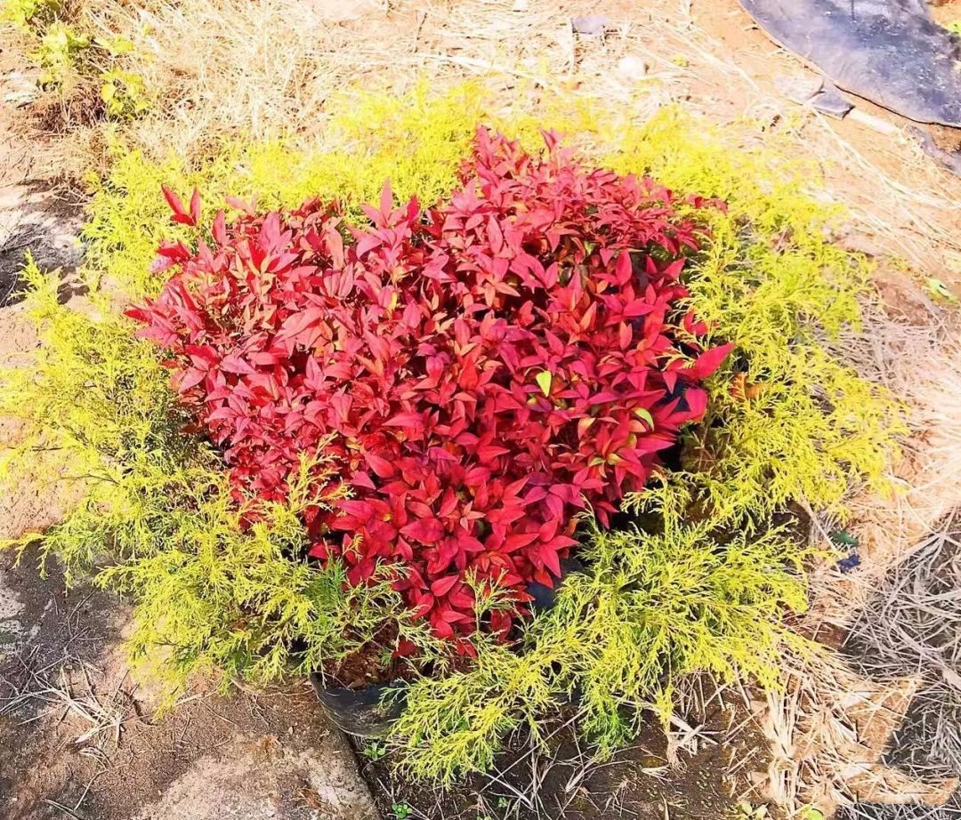 凌霜傲雪，夏透碧翠；近凝眸，紅光瀲艷，精神抖擻------火焰南天竹