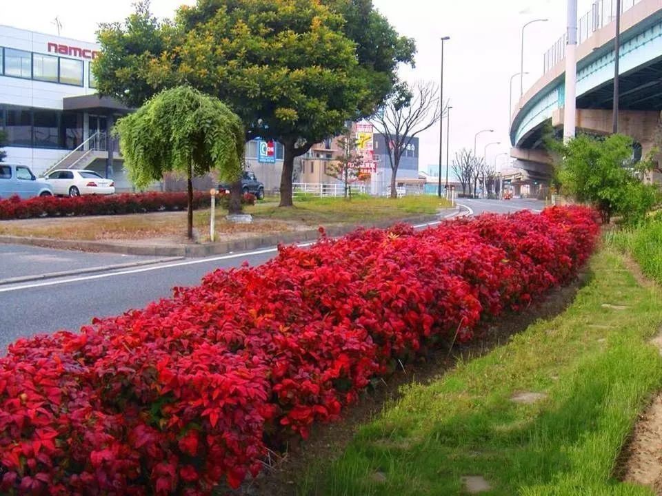 凌霜傲雪，夏透碧翠；近凝眸，紅光瀲艷，精神抖擻------火焰南天竹