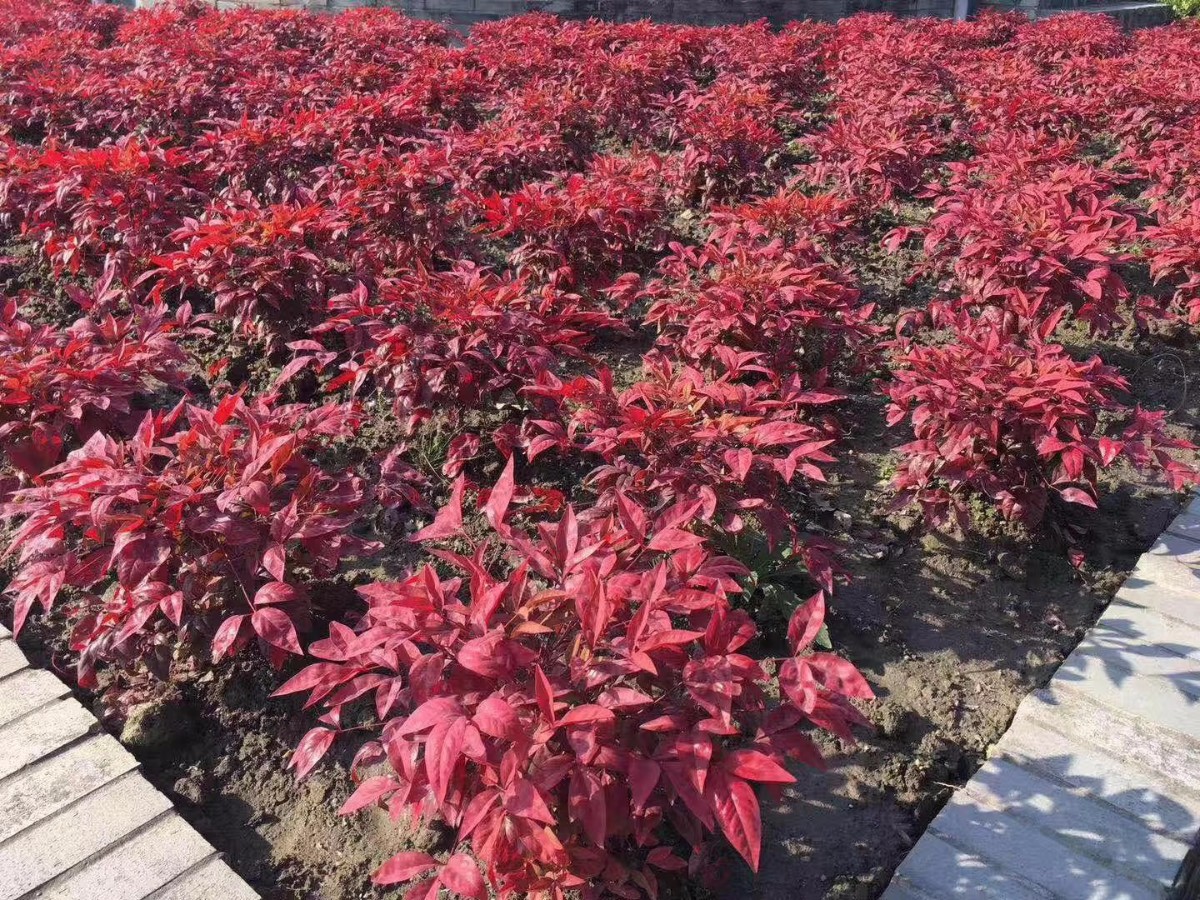凌霜傲雪，夏透碧翠；近凝眸，紅光瀲艷，精神抖擻------火焰南天竹