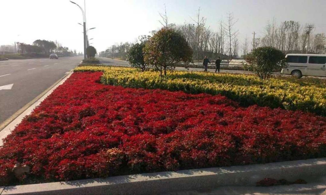 凌霜傲雪，夏透碧翠；近凝眸，紅光瀲艷，精神抖擻------火焰南天竹
