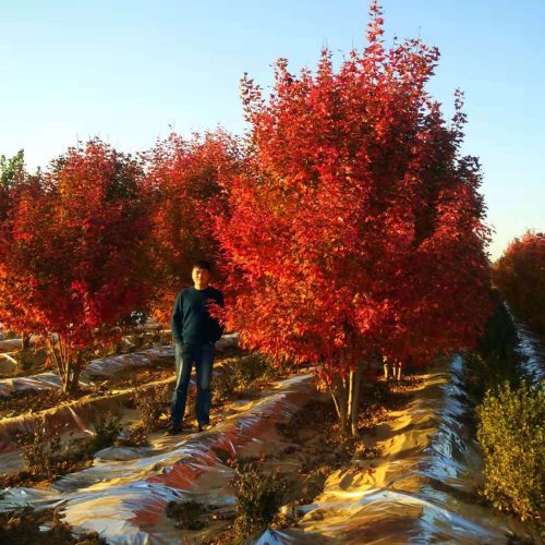 叢生多桿苗木市場需求火爆，叢生紅點紅楓正在逐漸走俏……