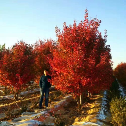 叢生多桿苗木市場需求火爆，叢生紅點紅楓正在逐漸走俏……