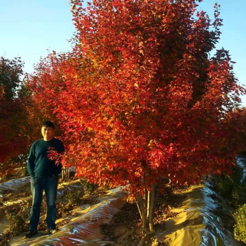 叢生多桿苗木市場需求火爆，叢生紅點紅楓正在逐漸走俏……