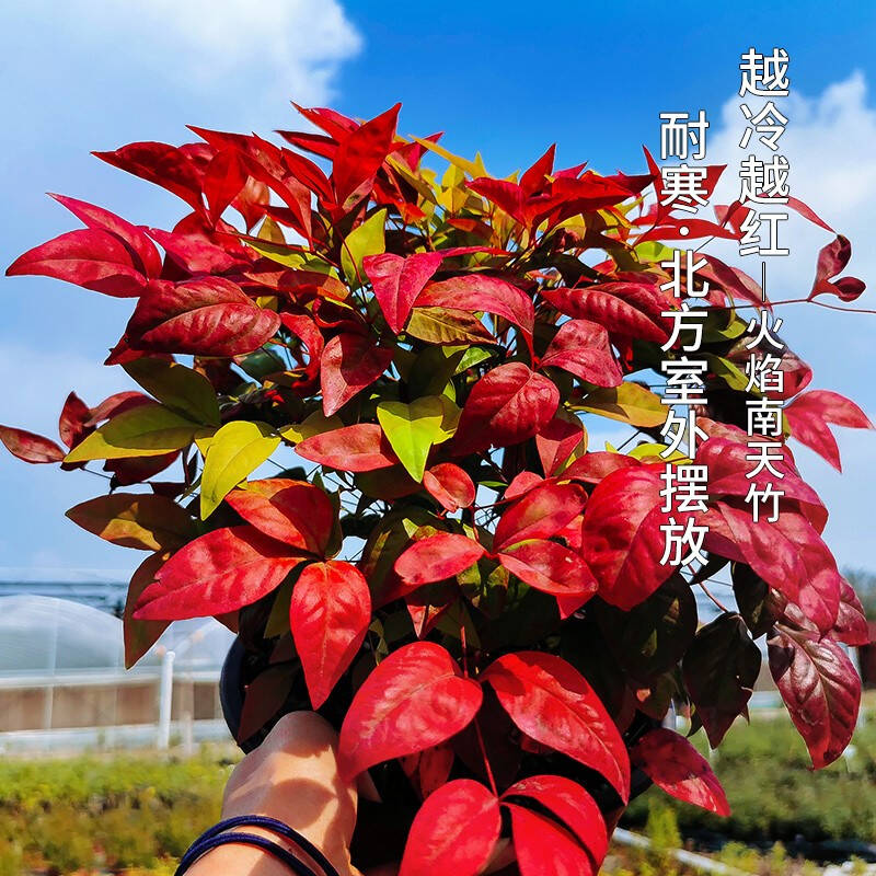 火焰南天竹——在冰冷的冬天，送你暖的色彩！